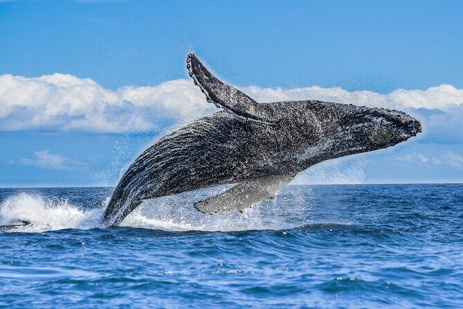 Los Cabos Humpback Whale: 10-Hour Tour 3 Hours of Whale Watching - The Experience Breakdown