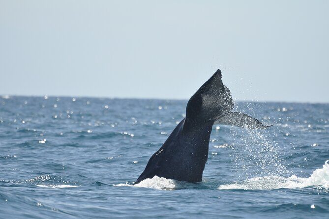 Los Cabos Humpback Whale: 10-Hour Tour 3 Hours of Whale Watching - Who Is This Tour Best For?