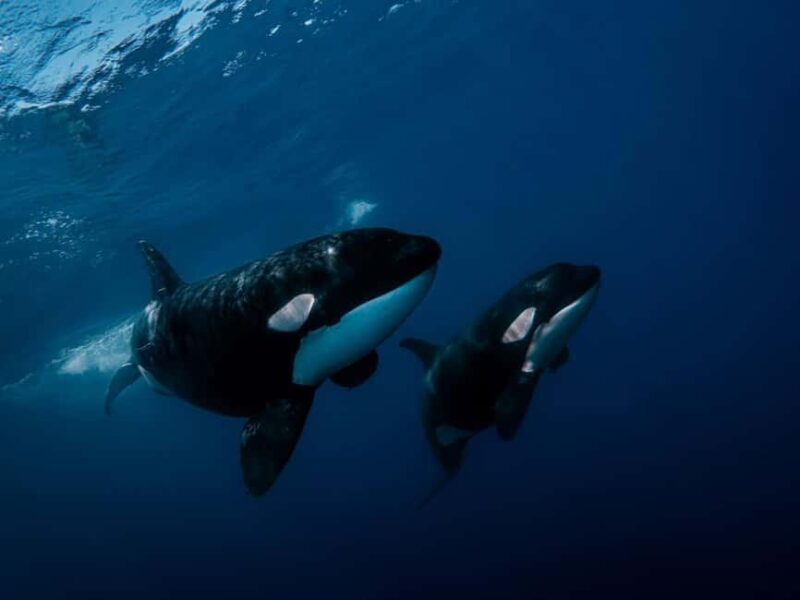 Los Cabos: Ocean Safari Snorkeling and Freediving Tour - An In-Depth Look at the Ocean Safari in Los Cabos