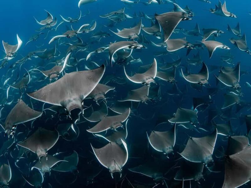 Los Cabos: Ocean Safari Snorkeling and Freediving Tour - Final Thoughts