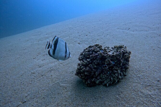 Los Cabos Open Water Diver Course - Who Should Consider This Course?