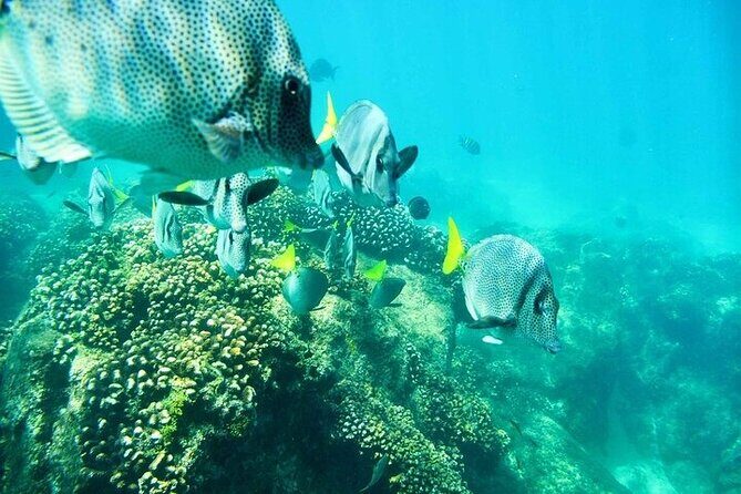 Los Cabos Platinum Snorkel Experience - Who Is This Tour Best For?