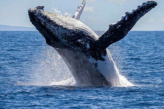 Los Cabos Private Yacht Whale Watching Tour, Snorkel and Drinks - Why Consider the Los Cabos Private Yacht Tour?