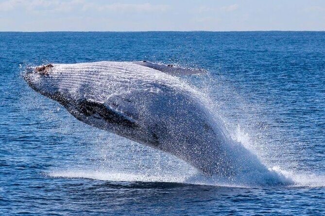 Los Cabos Private Yacht Whale Watching Tour, Snorkel and Drinks - The Experience — What Guests Are Saying