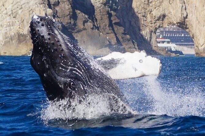 Los Cabos Private Yacht Whale Watching Tour, Snorkel and Drinks - Pricing and Value — Is It Worth It?