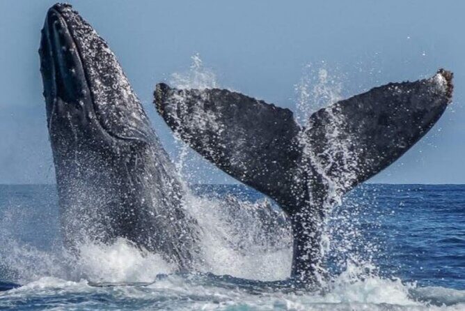 Los Cabos Private Yacht Whale Watching Tour, Snorkel and Drinks - Practical Tips for Booking and Enjoying