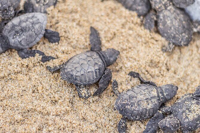 Los Cabos turtle release conservation program - Who Should Consider This Tour?