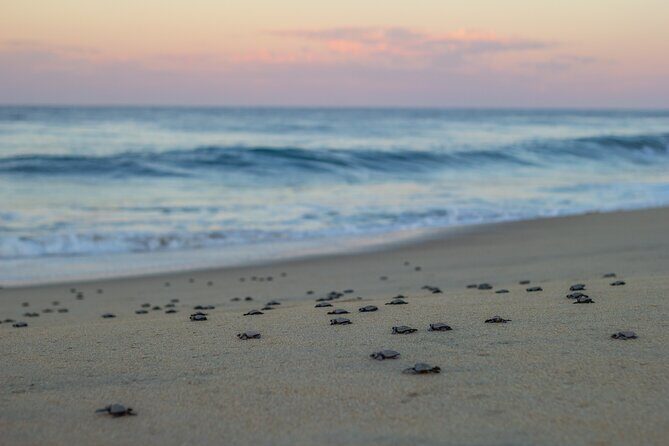 Los Cabos turtle release conservation program - The Sum Up