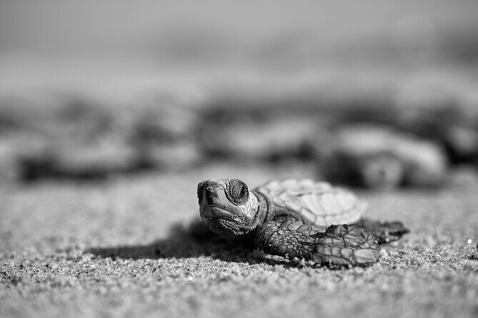 Los Cabos turtle release conservation program - FAQ