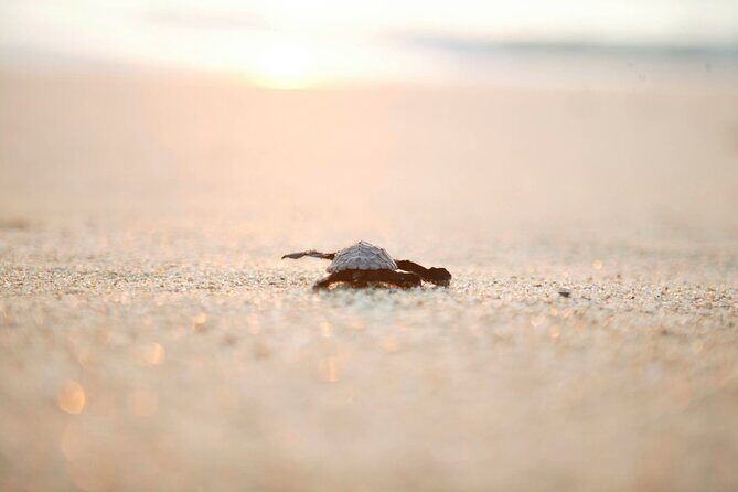 Los Cabos Turtle Release Eco-Experience - Key Points