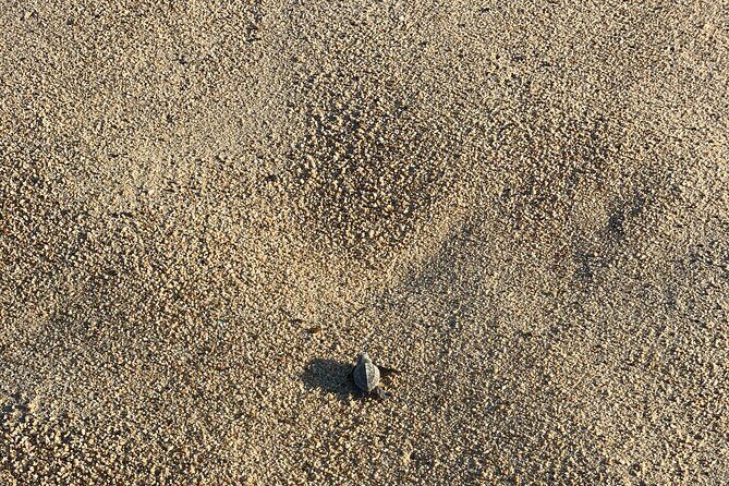 Los Cabos Turtle Release Eco-Experience - The Real Experience: What Travelers Say
