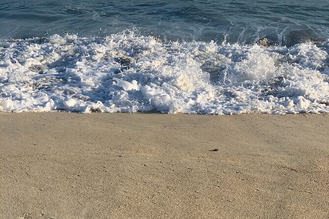 Los Cabos Turtle Release Eco-Experience - FAQ: Practical Questions about the Los Cabos Turtle Release Eco-Experience