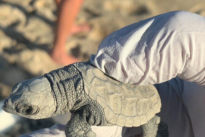 Los Cabos Turtle Release Eco-Experience - Final Thoughts