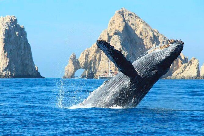 Los Cabos Whale Watching Adventure with Snacks and Drinks - Why This Whale Watching Tour Stands Out
