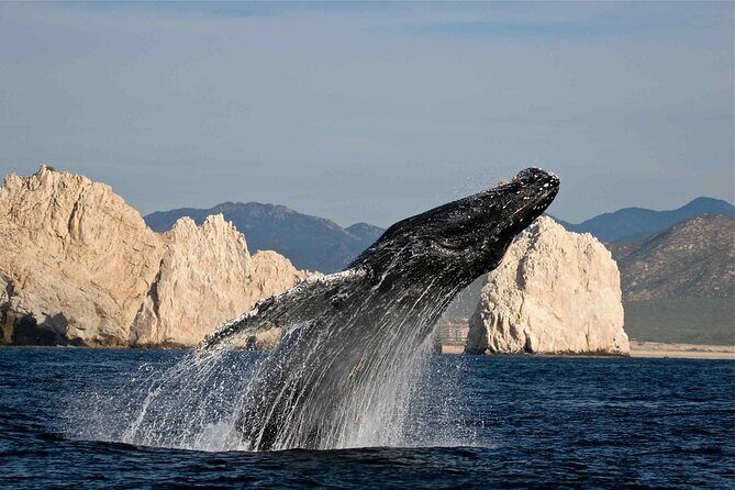 Los Cabos Whale Watching Adventure with Snacks and Drinks - Frequently Asked Questions