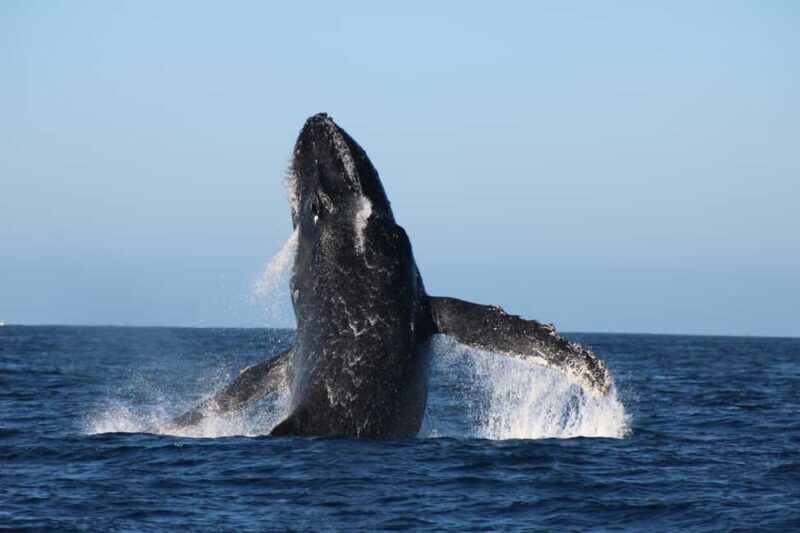 Los Cabos: Whale Watching and Safari - How the Tour Unfolds