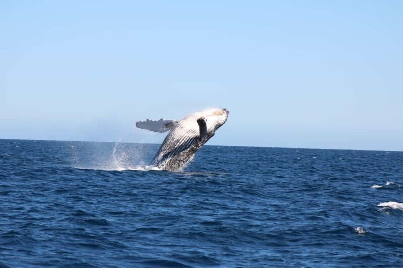 Los Cabos: Whale Watching and Safari - Practical Tips and Considerations