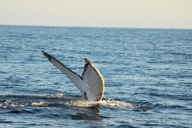 Los Cabos: Whale Watching and Safari - Final Thoughts