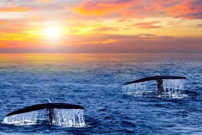 Los Cabos: Whale Watching and Sunset Catamaran Cruise - What to Expect from the Whale Watching and Sunset Catamaran Cruise