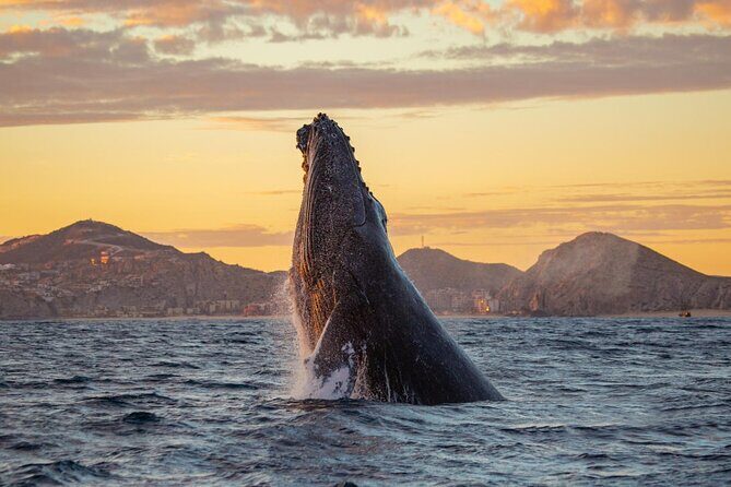 Los Cabos Whale Watching and Sunset Tour - Los Cabos Whale Watching and Sunset Tour: A Detailed Look