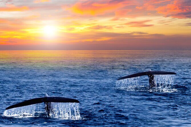 Los Cabos Whale Watching and Sunset Tour - The Itinerary in Detail