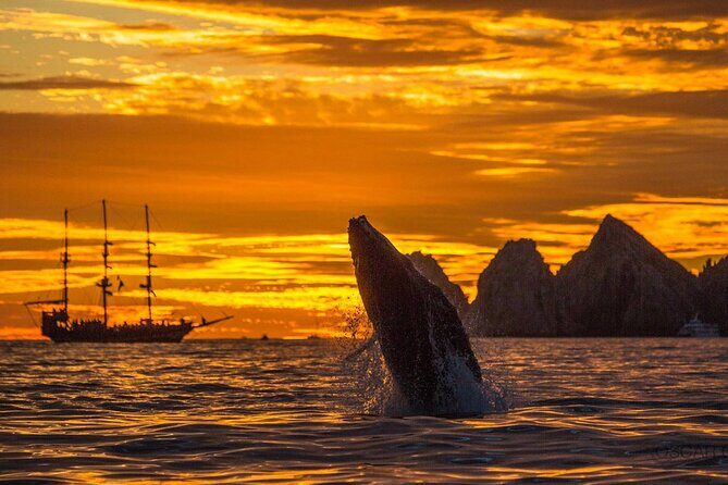 Los Cabos Whale Watching and Sunset Tour - The Value of This Experience