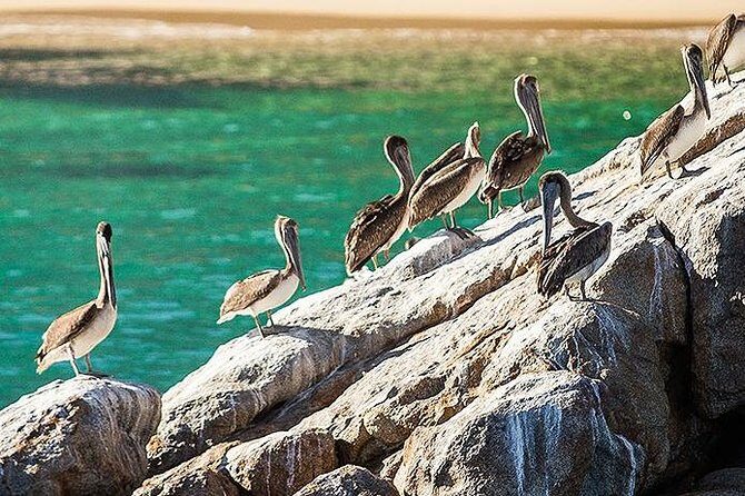 Los Cabos Whale Watching Cruise Including Breakfast - FAQs