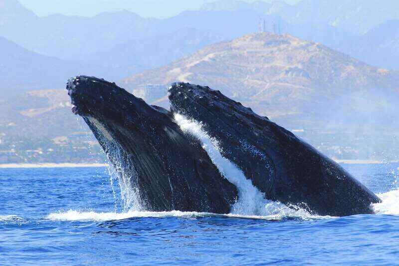 Los Cabos: Whale Watching (Transport and Pictures Included) - An Honest Look at the Whale Watching Tour in Los Cabos