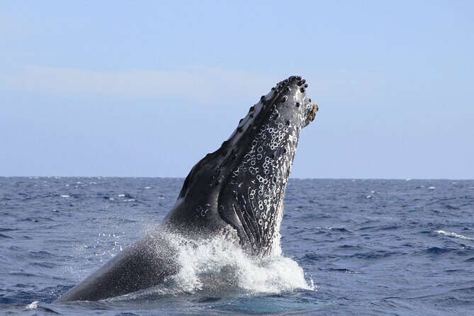 Los Cabos Whale Watching (Transportation and Pictures Included) - Who Should Consider This Tour?