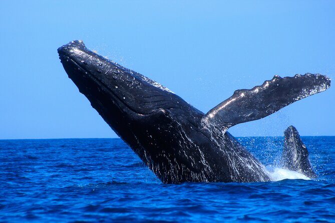 Los Cabos Whale Watching (Transportation and Pictures Included) - FAQs