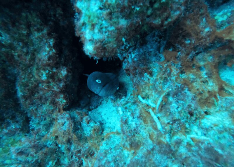 Los Cristianos: Basic Diver Course - Final Thoughts