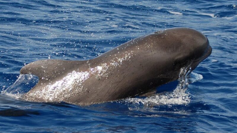 Los Cristianos: Eco-Yacht Whale Watching Cruise with Swim - The Bottom Line: Is It Worth It?