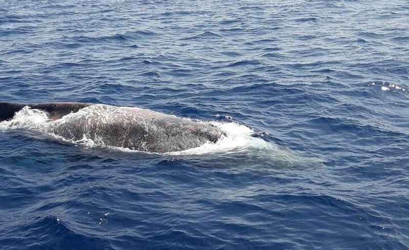 Tenerife: Eco-Yacht Whale and Dolphin Watching and Swimming - Guides and crew: Ines, Captain Sergio, and the value of good explanations