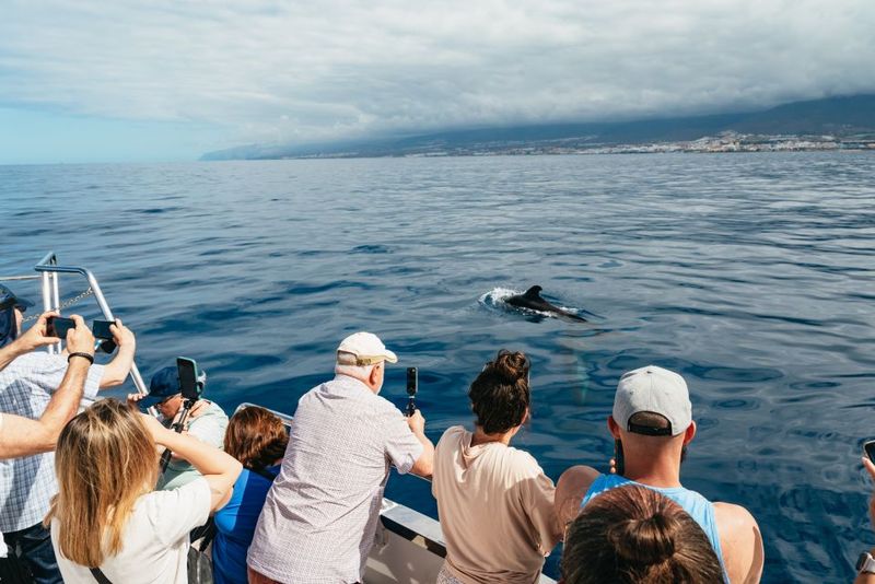 Tenerife: Eco-Yacht Whale and Dolphin Watching and Swimming - Eco credentials you can feel (smokeless engines, low noise, and less impact)