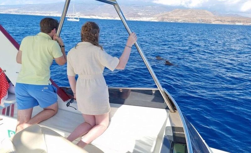 Tenerife: Eco-Yacht Whale and Dolphin Watching and Swimming - Price and value: why $13 for 90 minutes feels fair