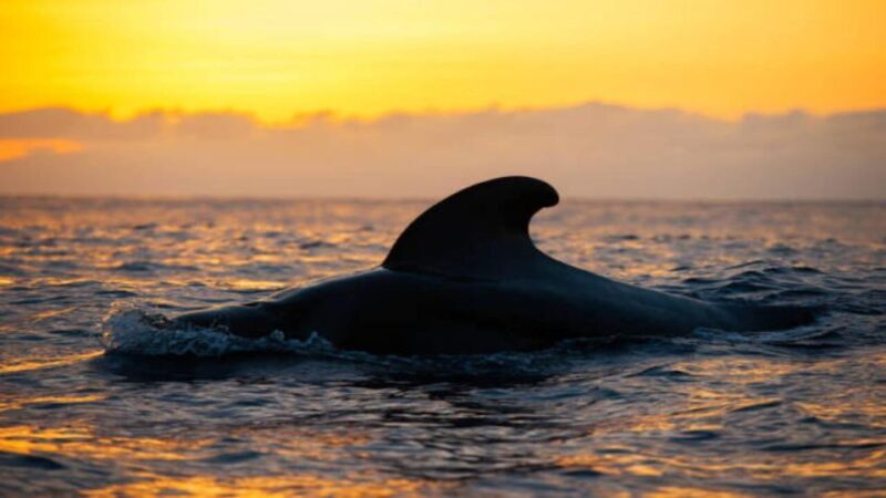 Los Cristianos: Eco Yacht Whale Watching Tour at Sunset - What’s Included and What to Expect