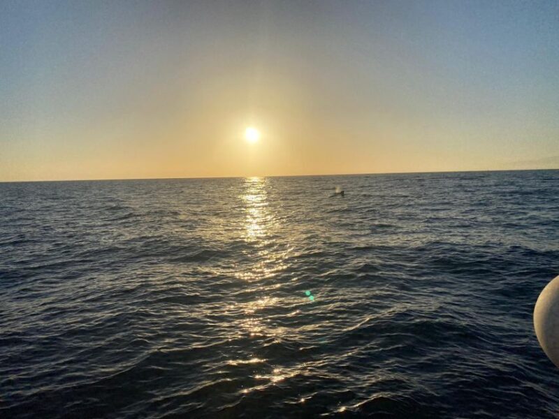 Los Cristianos: Eco Yacht Whale Watching Tour at Sunset - The Real Deal from Reviews