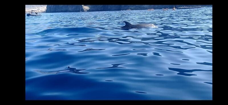 Los Cristianos: Kayak & Snorkel Tour with turtles and photos included - The Included Amenities and Extras