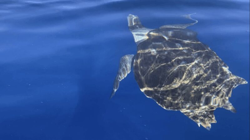 Los Cristianos: Kayak & Snorkel Tour with turtles and photos included - Final Recommendation