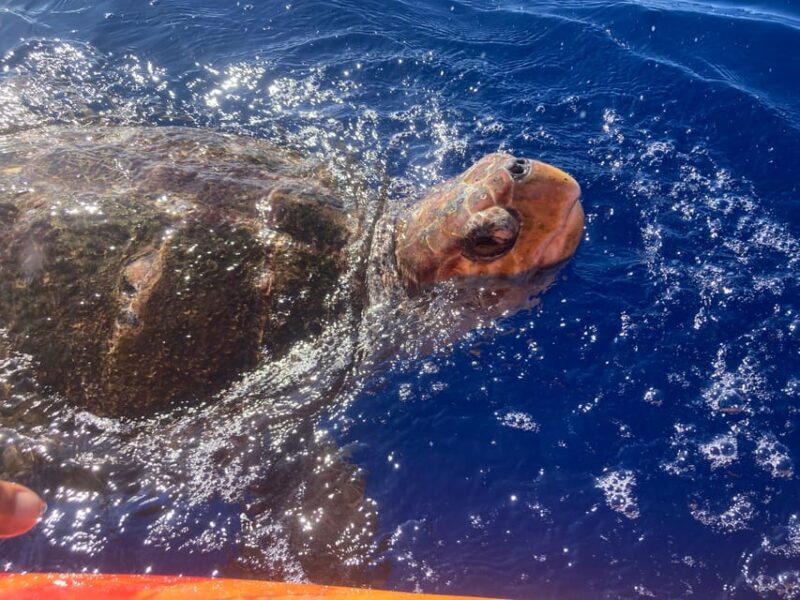 Los Cristianos: Kayak & Snorkel Tour with turtles and photos included - FAQs