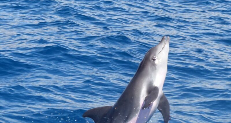 Los Cristianos Respectful No-Chase Whale and Dolphin Safari - What Makes This Tour Special?