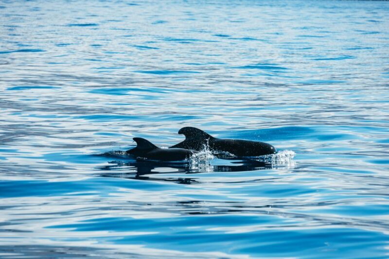 Los Cristianos Respectful No-Chase Whale and Dolphin Safari - Supporting Conservation and Community