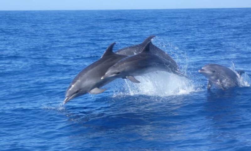 Los Cristianos Respectful No-Chase Whale and Dolphin Safari - Practical Details