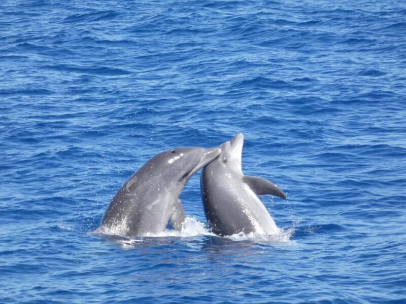 Los Cristianos Respectful No-Chase Whale and Dolphin Safari - Who Is This Tour Best For?