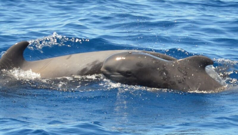 Los Cristianos Respectful No-Chase Whale and Dolphin Safari - FAQ