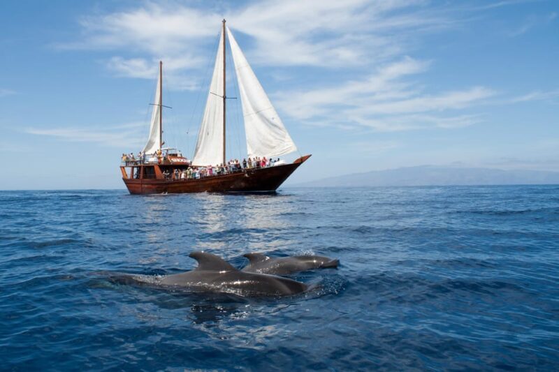 Los Cristianos: Respectful Whale-Watching Pirate Boat & Swim - Key Points