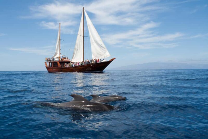 Los Cristianos: Respectful Whale-Watching Pirate Boat & Swim - Authentic Feedback from Travelers