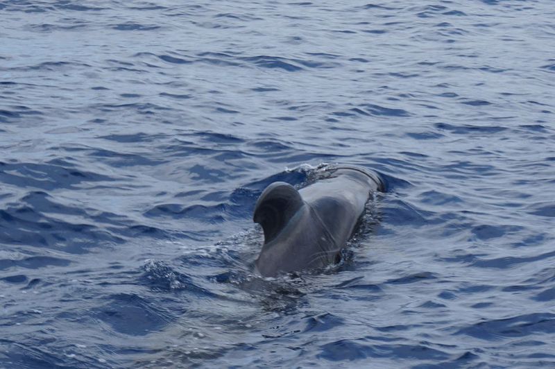 Tenerife: Whale & Dolphin Watching Cruise with Swim Stop - The Rules You’ll Feel: Non-Invasive Watching on the Water