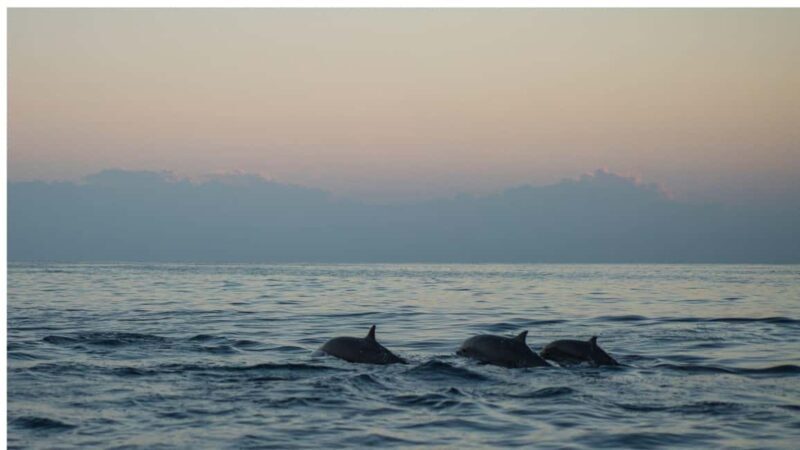 Los Cristianos : Sunset Kayak Safari with Cave & Wildlife - Key Points