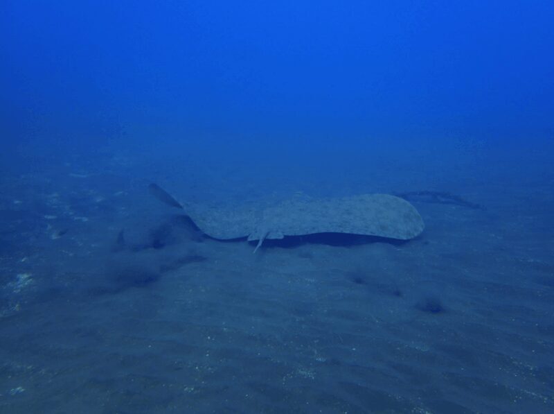 Los Cristianos: Try Dive for beginners - Who Should Consider This?